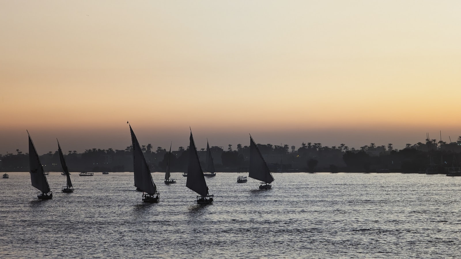 Several feluccas with tall sails on the Nile at sunset, palm-lined bank in silhouette